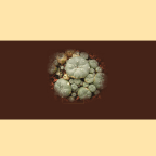 Des serres exotiques, rue de l’École