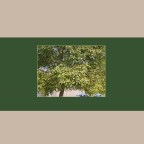 des rues et des arbres : le micocoulier