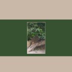 des rues et des arbres : le murier de Chine