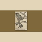 des rues et des arbres : le robinier-faux acacia